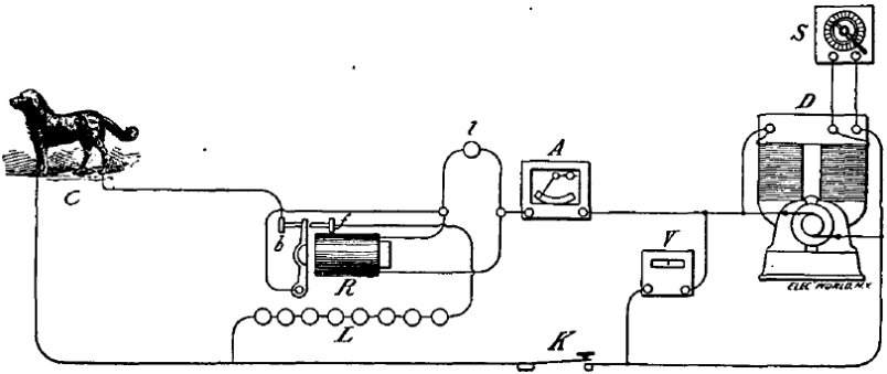 Dog electrocution diagram